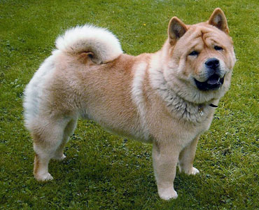 The Chow Chow Club