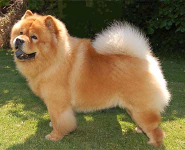 The Chow Chow Club