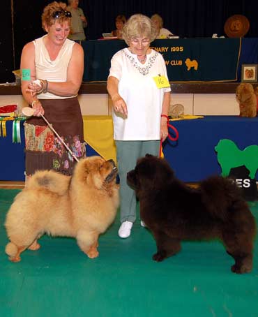 The Chow Chow Club