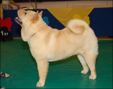 The Chow Chow Club
