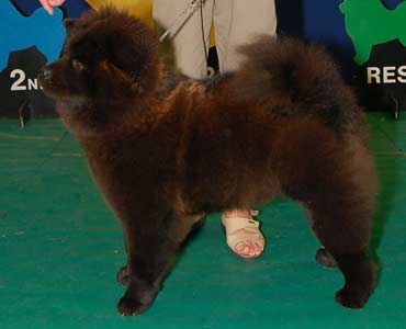 The Chow Chow Club