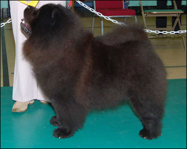 The Chow Chow Club