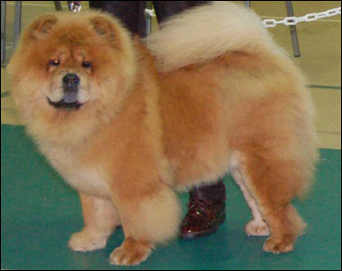 The Chow Chow Club