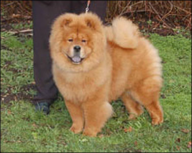 The Chow Chow Club