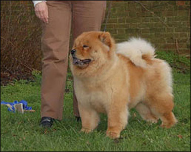The Chow Chow Club