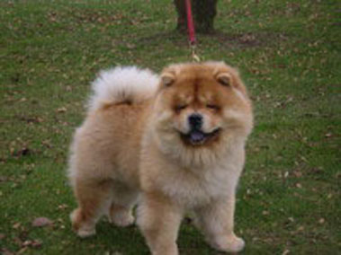 The Chow Chow Club