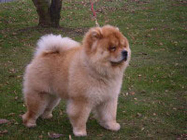 The Chow Chow Club