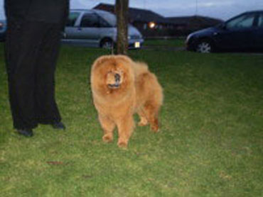 The Chow Chow Club