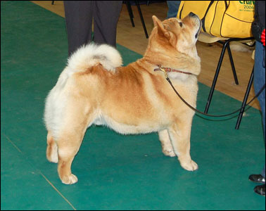 The Chow Chow Club