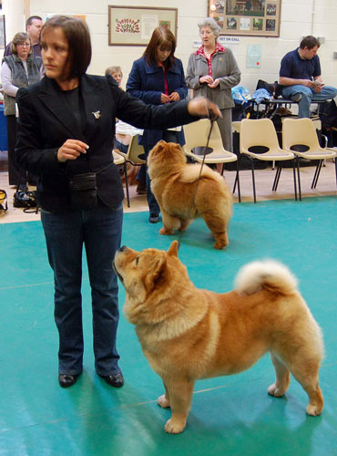 The Chow Chow Club