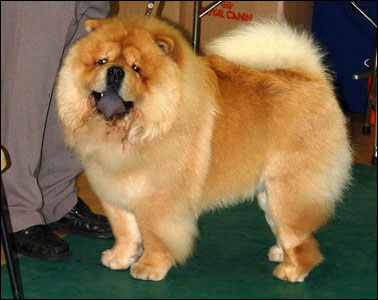 The Chow Chow Club