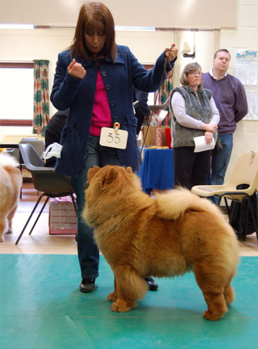 The Chow Chow Club