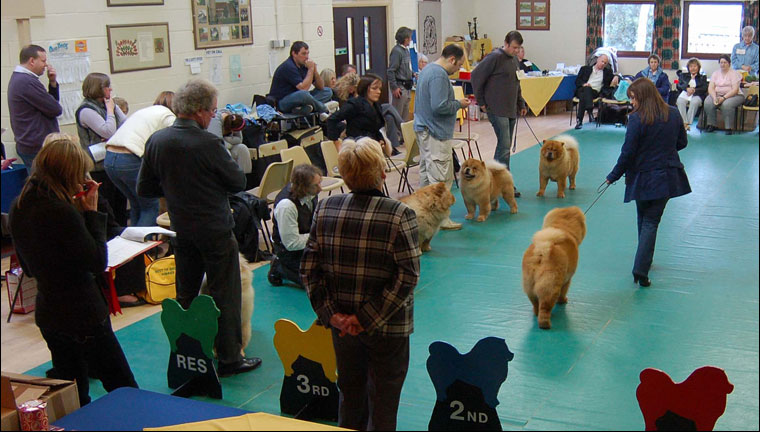 The Chow Chow Club