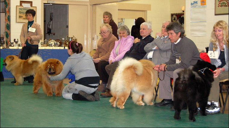 The Chow Chow Club