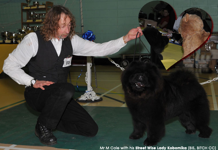The Chow Chow Club