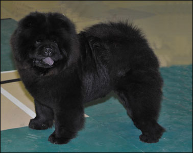 The Chow Chow Club