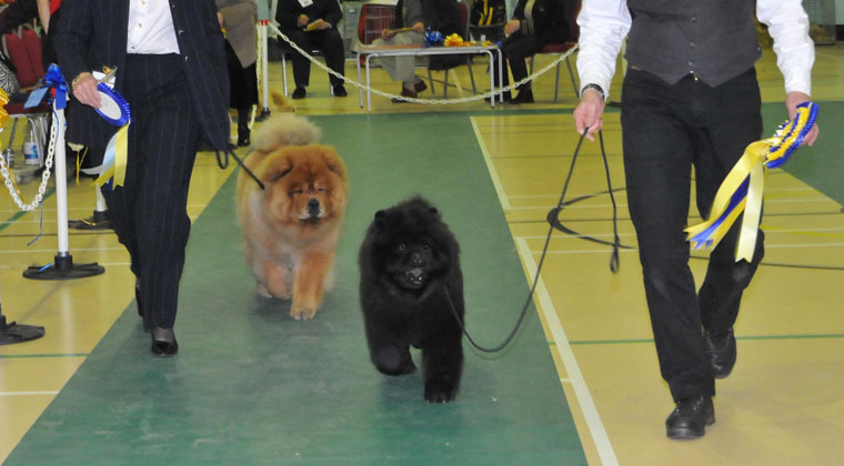 The Chow Chow Club