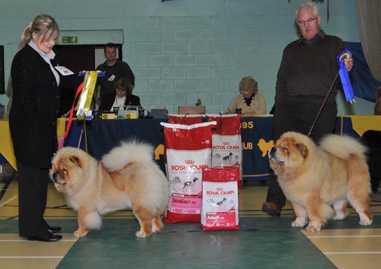 The Chow Chow Club