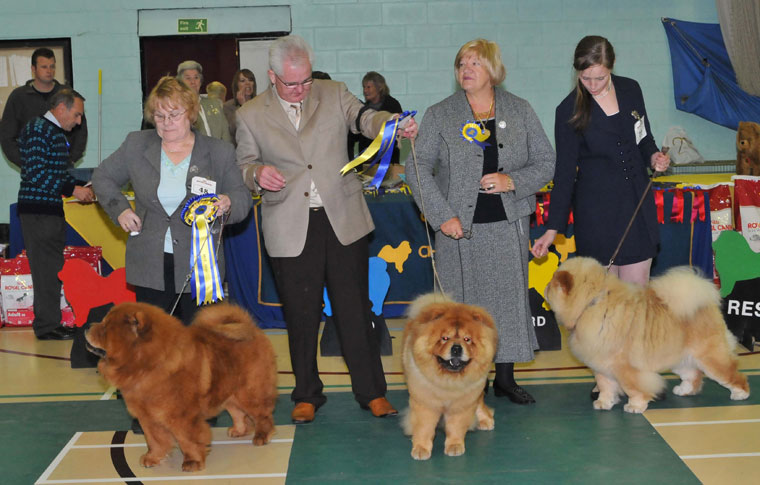 The Chow Chow Club