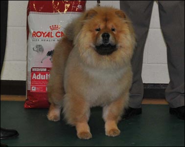 The Chow Chow Club