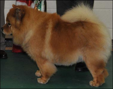 The Chow Chow Club