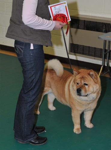 The Chow Chow Club