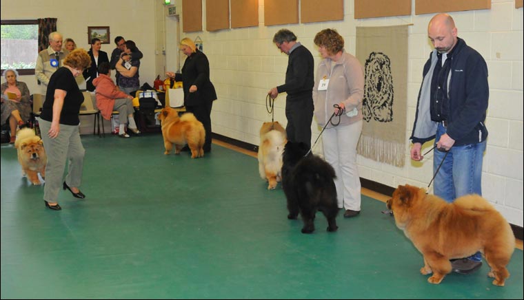 The Chow Chow Club