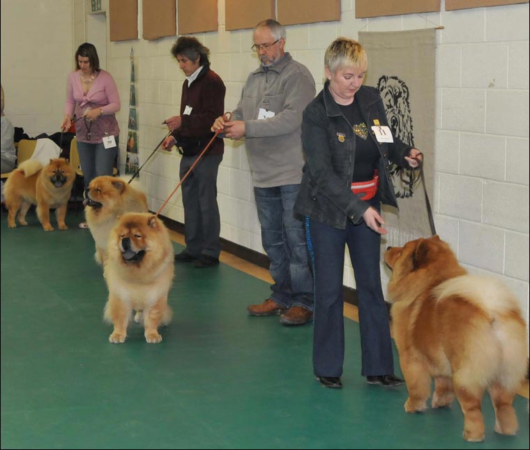 The Chow Chow Club