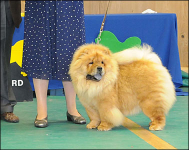 The Chow Chow Club