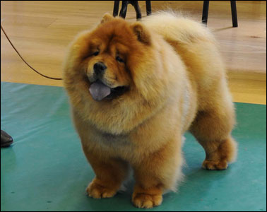 The Chow Chow Club