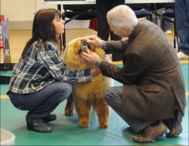 The Chow Chow Club