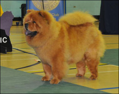 The Chow Chow Club