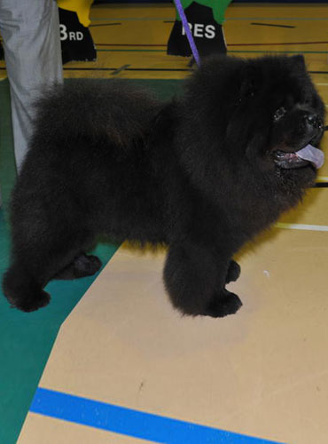 The Chow Chow Club