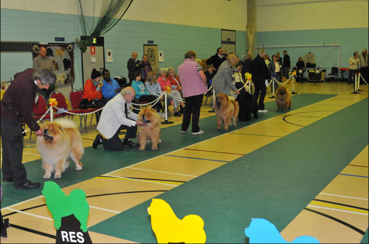 The Chow Chow Club