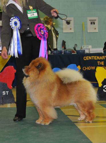 The Chow Chow Club