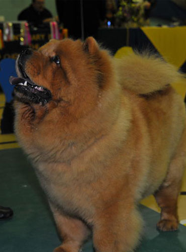 The Chow Chow Club