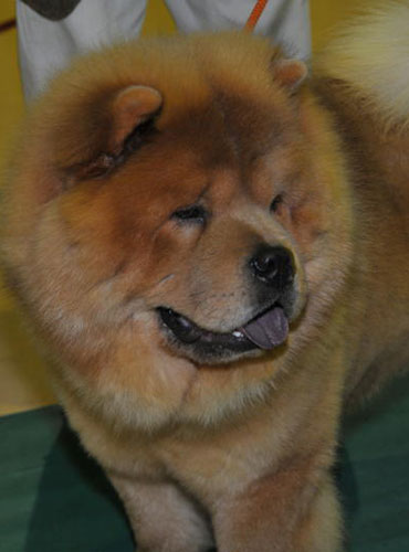 The Chow Chow Club