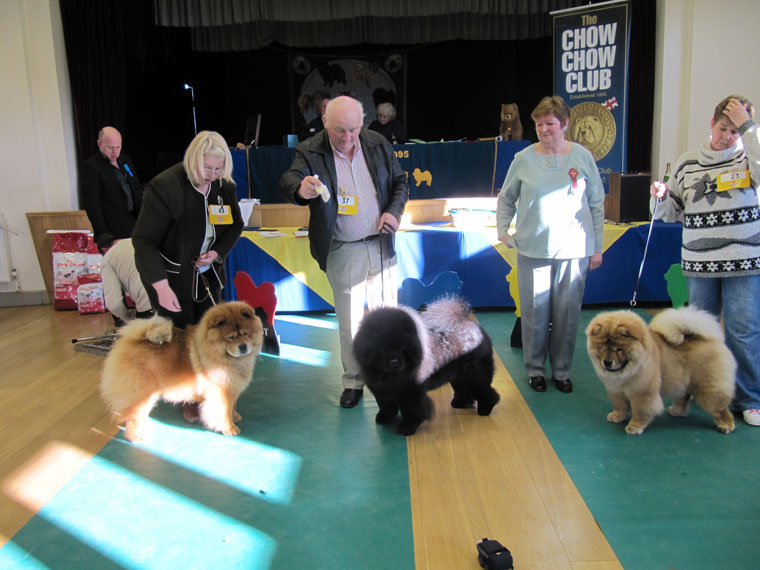 The Chow Chow Club