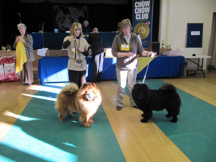 The Chow Chow Club