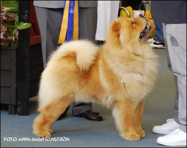 The Chow Chow Club