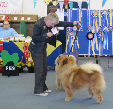The Chow Chow Club