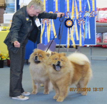 The Chow Chow Club