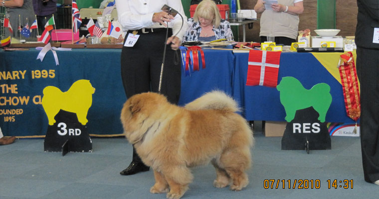 The Chow Chow Club