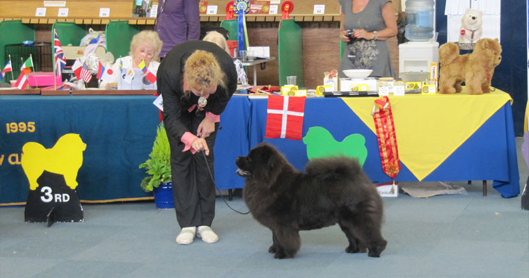 The Chow Chow Club