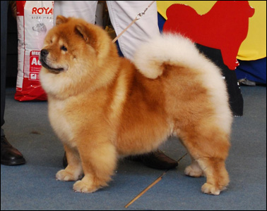 The Chow Chow Club