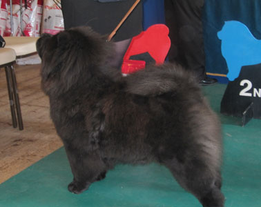 The Chow Chow Club