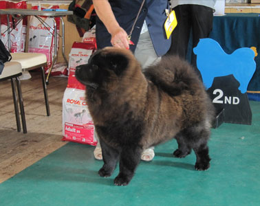 The Chow Chow Club