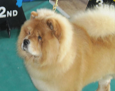 The Chow Chow Club