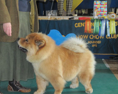 The Chow Chow Club