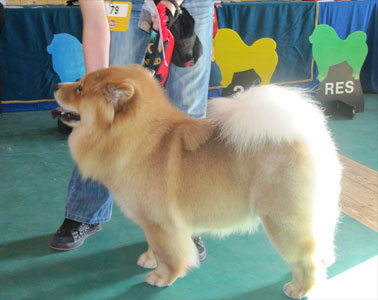 The Chow Chow Club